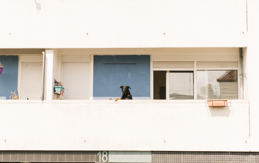Ein großer Hund schaut über den Balkon eines Hauses in Nancy Frankreich.