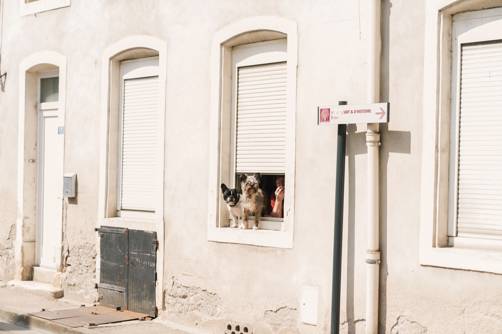 Zwei kleine Hunde stehen auf der Fensterbank eines Hauses und schauen raus auf die Straße.